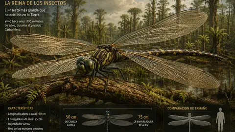 La Brújula de la Ciencia: La era de los insectos gigantes La Brújula de la Ciencia: La era de los insectos gigantes