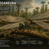 La Brújula de la Ciencia: La era de los insectos gigantes