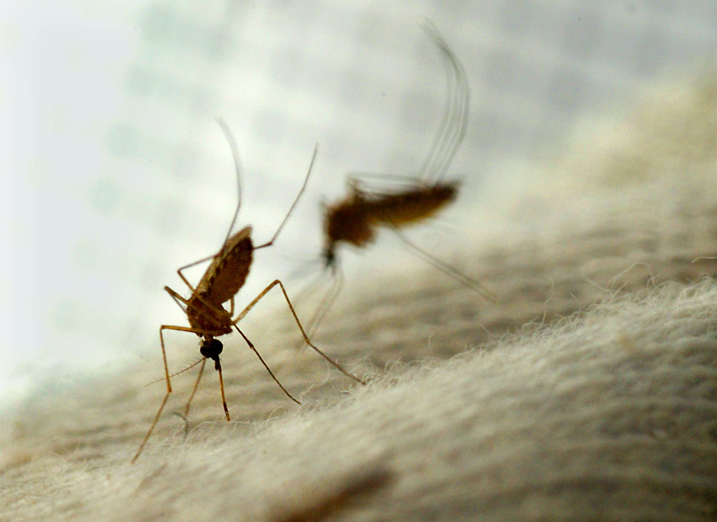La Junta de Andalucía declara en alerta a Constantina (Sevilla) al hallar mosquitos portadores del virus del Nilo La Junta de Andalucía declara en alerta a Constantina (Sevilla) al hallar mosquitos portadores del virus del Nilo