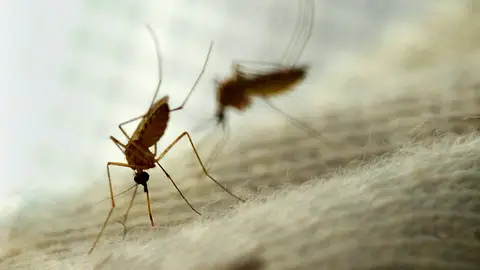La Junta de Andalucía declara en alerta a Constantina (Sevilla) al hallar mosquitos portadores del virus del Nilo La Junta de Andalucía declara en alerta a Constantina (Sevilla) al hallar mosquitos portadores del virus del Nilo