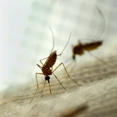 La Junta de Andalucía declara en alerta a Constantina (Sevilla) al hallar mosquitos portadores del virus del Nilo La Junta de Andalucía declara en alerta a Constantina (Sevilla) al hallar mosquitos portadores del virus del Nilo