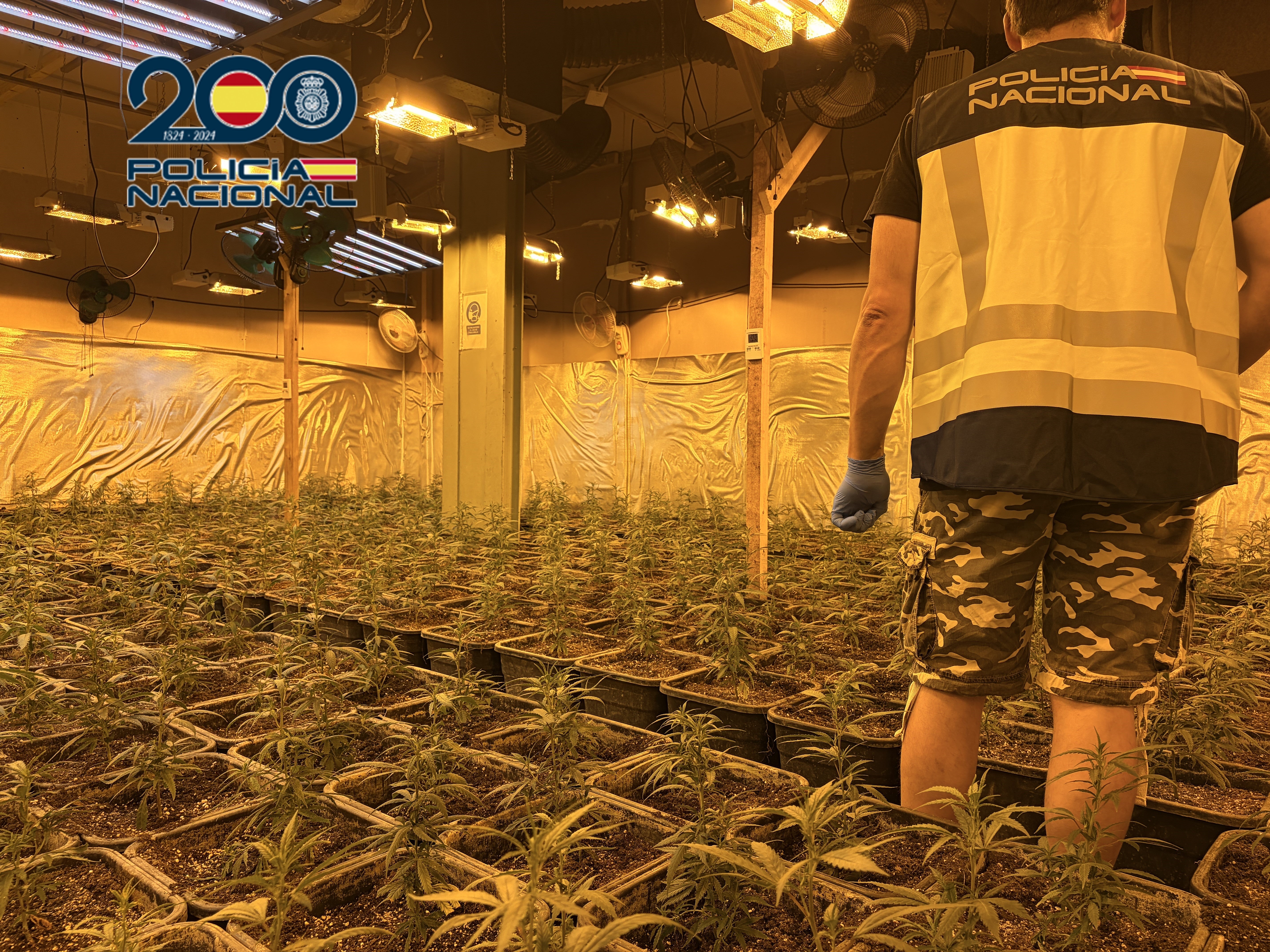 Desarticulada una organización dedicada al cultivo de marihuana Desarticulada una organización dedicada al cultivo de marihuana