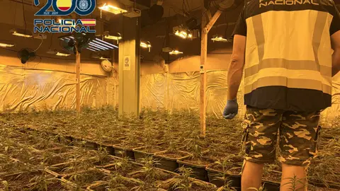 Desarticulada una organización dedicada al cultivo de marihuana Desarticulada una organización dedicada al cultivo de marihuana