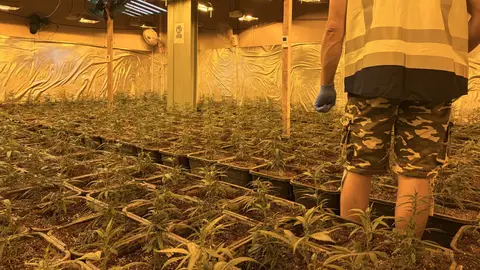 La Policía Nacional desarticula una organización criminal dedicada al cultivo indoor de marihuana en la Comunitat Valenciana La Policía Nacional desarticula una organización criminal dedicada al cultivo indoor de marihuana en la Comunitat Valenciana