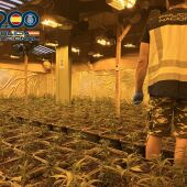 La Policía Nacional desarticula una organización criminal dedicada al cultivo indoor de marihuana en la Comunitat Valenciana