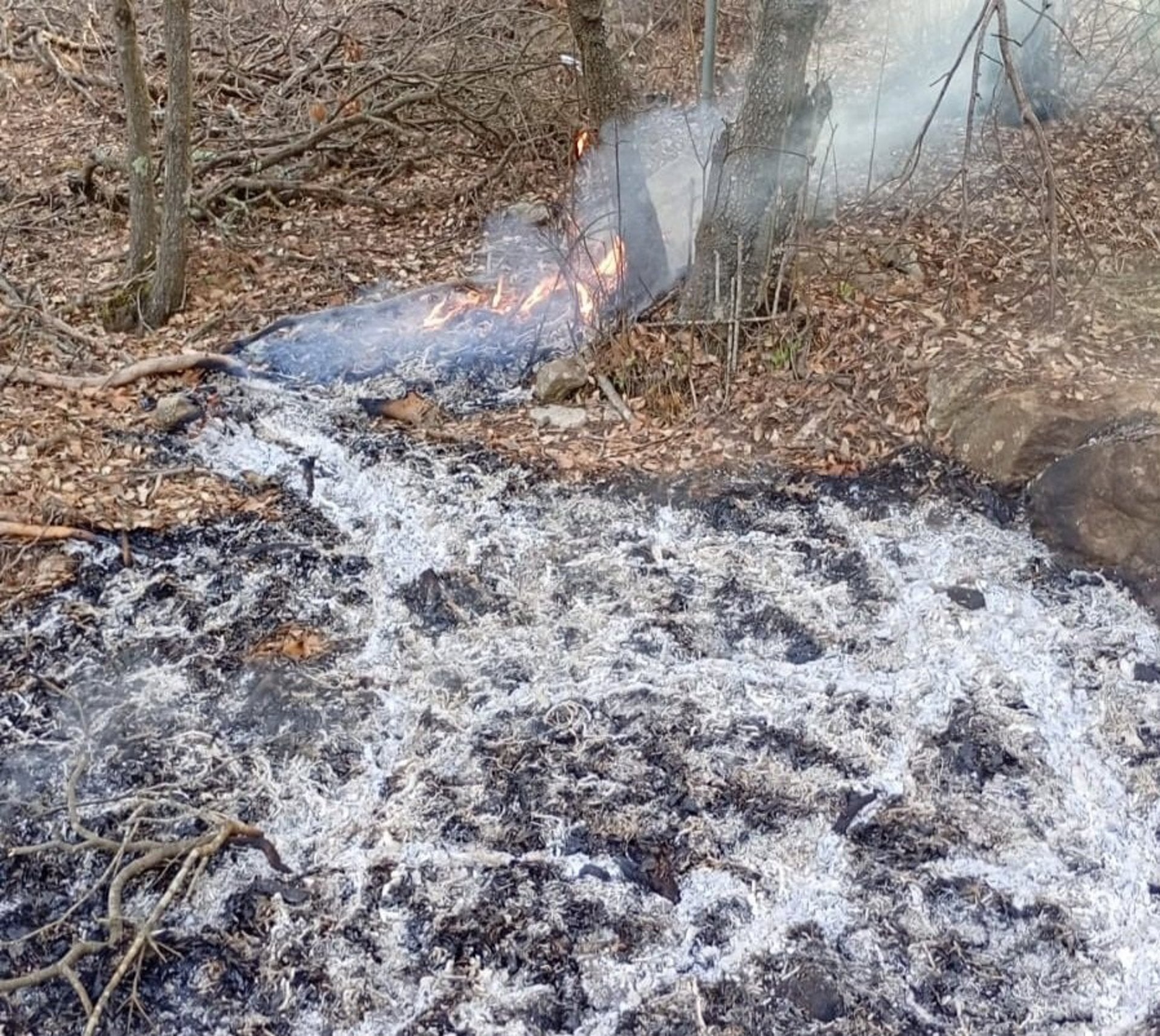 Estabilizado el incendio de Son Creus y extinguido el de Coll d'Honor (Bunyola) Estabilizado el incendio de Son Creus y extinguido el de Coll d'Honor (Bunyola)