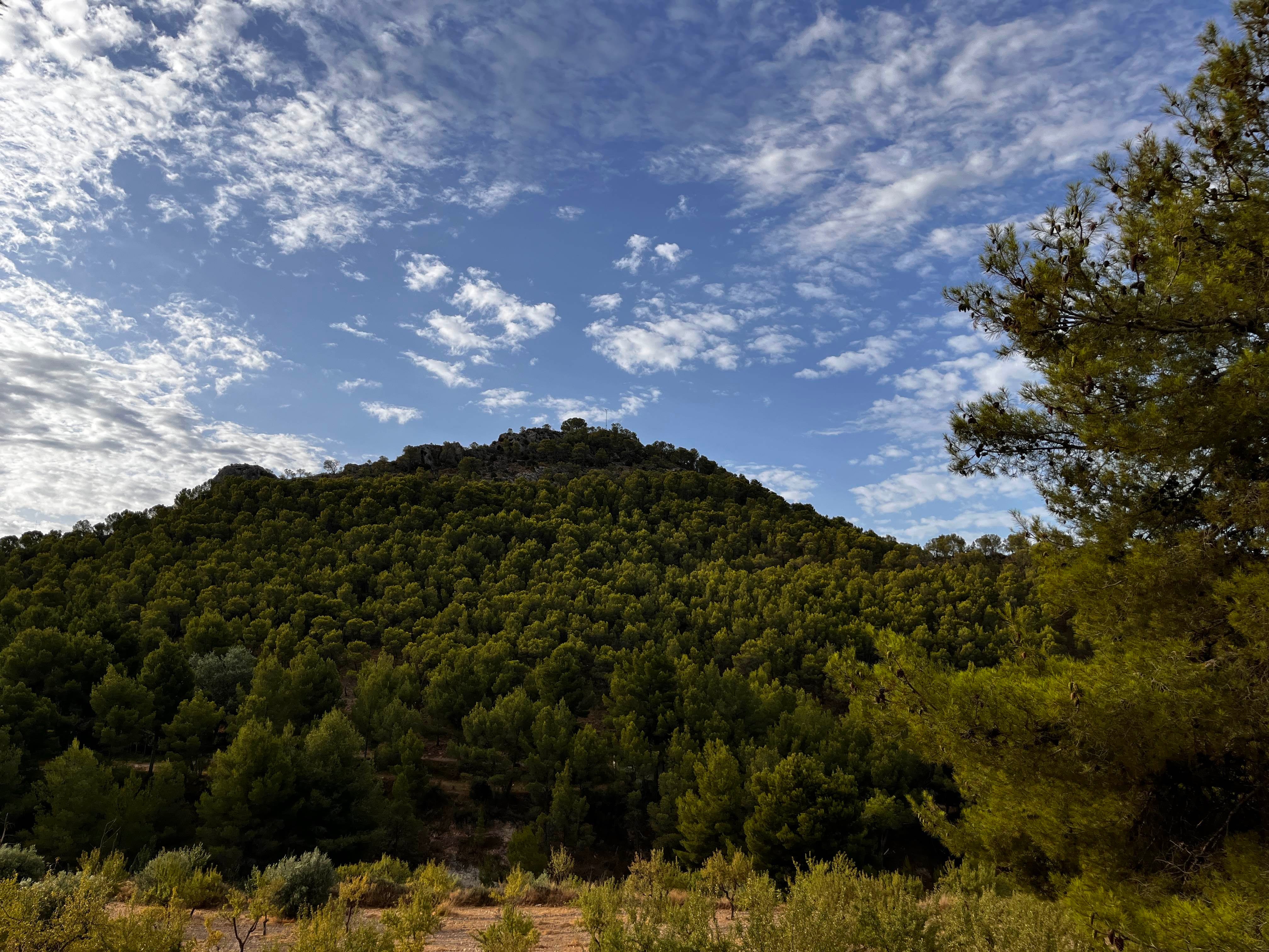 Petrer continúa con las labores de prevención de incendios junto a la carretera del Catí Petrer continúa con las labores de prevención de incendios junto a la carretera del Catí
