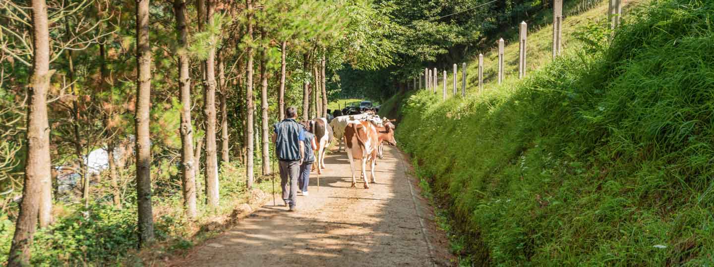 Central Lechera Asturiana y Cruz Roja impulsan un programa para formar trabajadores para el sector lácteo Central Lechera Asturiana y Cruz Roja impulsan un programa para formar trabajadores para el sector lácteo