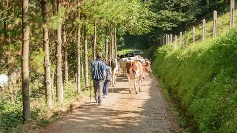Ganaderos asturianos. ganaderos asturias