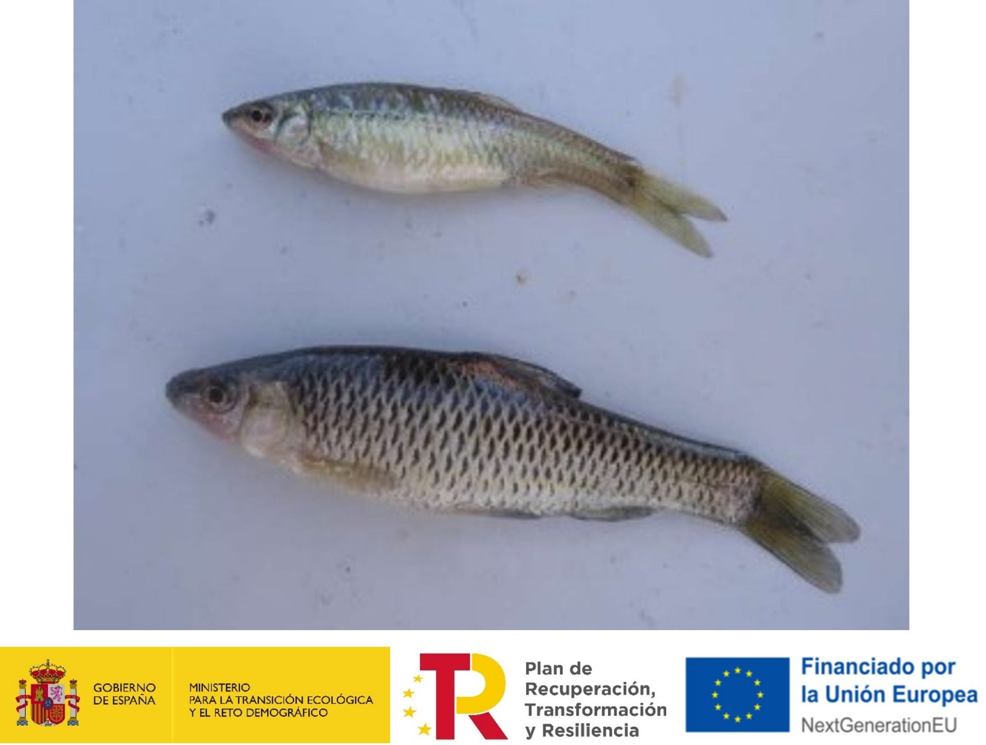 Confederación del Guadiana reduce un 96% población de pez chino en el embalse Alcollarín Confederación del Guadiana reduce un 96% población de pez chino en el embalse Alcollarín