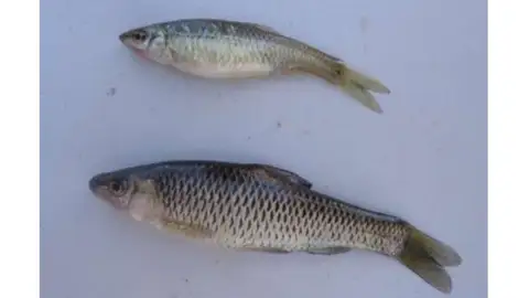 Confederación del Guadiana reduce un 96% población de pez chino en el embalse Alcollarín Confederación del Guadiana reduce un 96% población de pez chino en el embalse Alcollarín