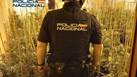 Plantaci&oacute;n de marihuana interceptada en Algemes&iacute;