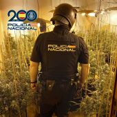 Plantación de marihuana interceptada en Algemesí