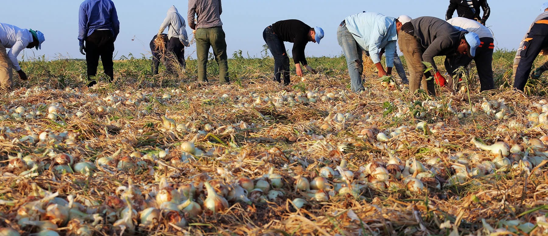 La DOP Cebolla de Fuentes espera recolectar 2,5 millones de kilos La DOP Cebolla de Fuentes espera recolectar 2,5 millones de kilos
