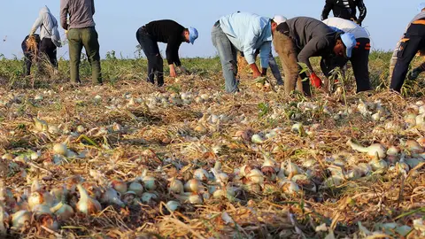 La DOP Cebolla de Fuentes espera recolectar 2,5 millones de kilos La campaña de recogida se alargará hasta finales de agosto