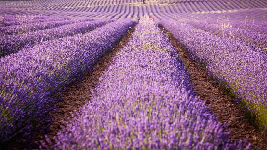 Un campo de lavanda en Brihuega, Guadalajara, Castilla-La Mancha (España)/ Rafael Martín / Europa Press