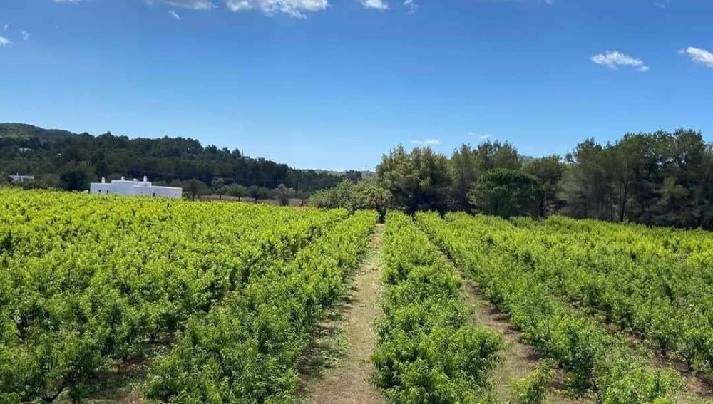 Imagen de la finca de Can Malacosta