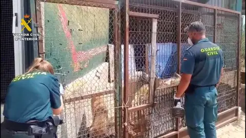 Investigado el responsable de una protectora de Villafranca por mantener a los perros en "condiciones críticas" Investigado el responsable de una protectora de Villafranca por mantener a los perros en "condiciones críticas"