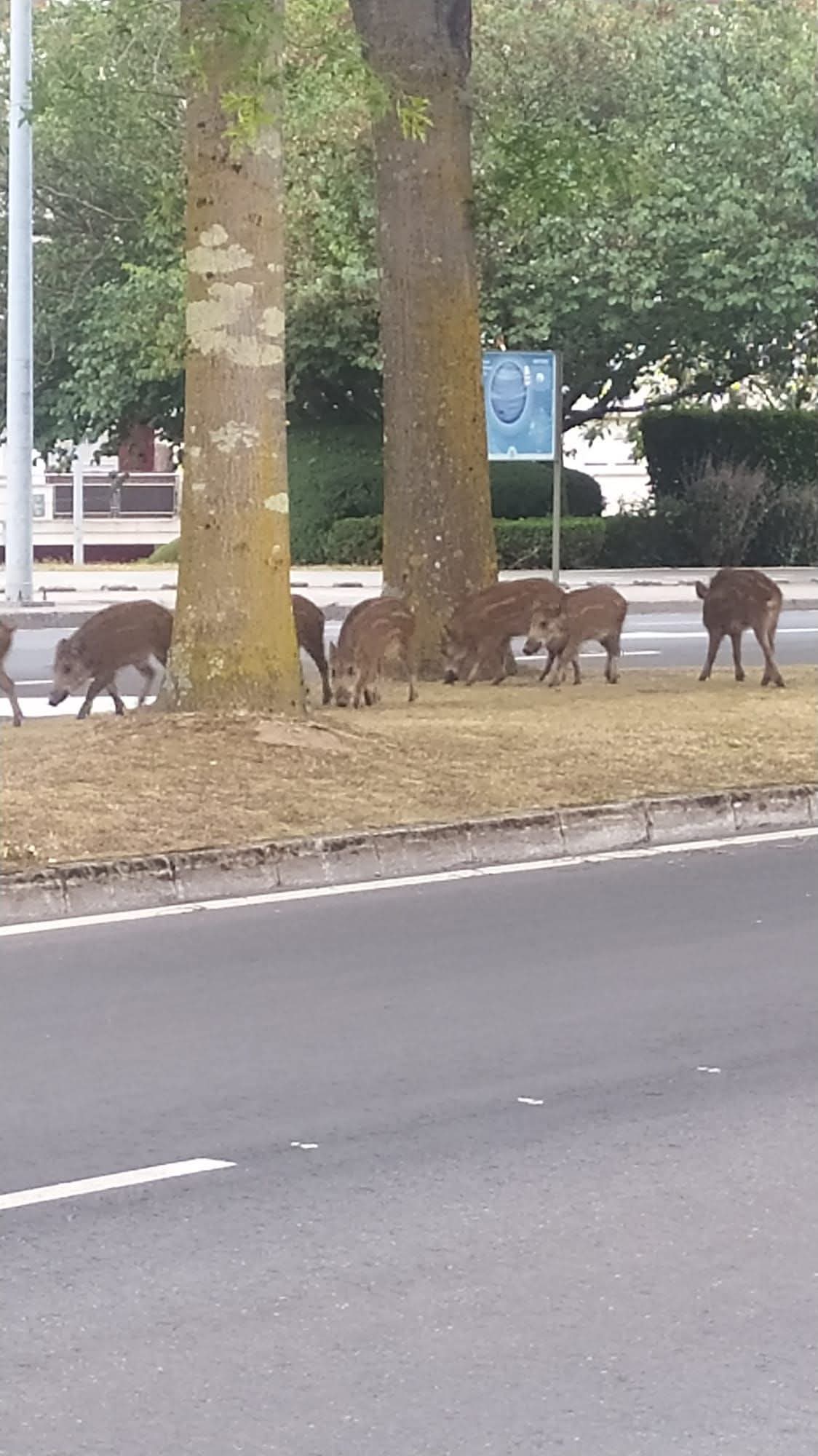 El BNG urge medidas para el control de los jabalíes en el entorno urbano El BNG urge medidas para el control de los jabalíes en el entorno urbano