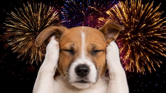 Carlos Rodr&iacute;guez explica c&oacute;mo evitar que tu mascota sufra con los fuegos artificiales: "Identifican las explosiones como un peligro"