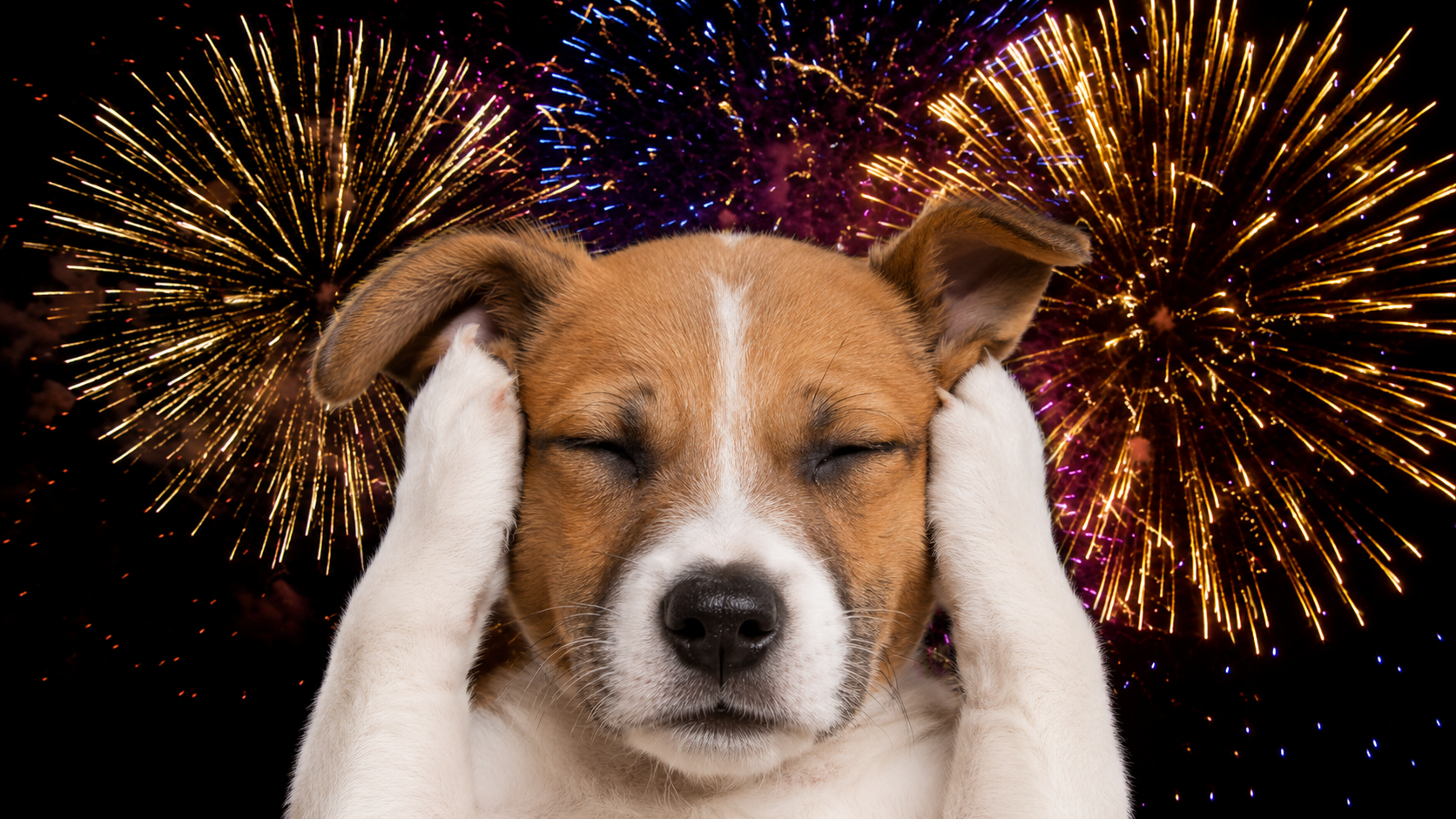 Carlos Rodríguez explica cómo evitar que tu mascota sufra con los fuegos artificiales: "Identifican las explosiones como un peligro" Carlos Rodríguez explica cómo evitar que tu mascota sufra con los fuegos artificiales: "Identifican las explosiones como un peligro"