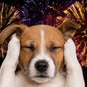 Carlos Rodríguez explica cómo evitar que tu mascota sufra con los fuegos artificiales: "Identifican las explosiones como un peligro"