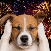 Carlos Rodríguez explica cómo evitar que tu mascota sufra con los fuegos artificiales: "Identifican las explosiones como un peligro" Carlos Rodríguez explica cómo evitar que tu mascota sufra con los fuegos artificiales: "Identifican las explosiones como un peligro"