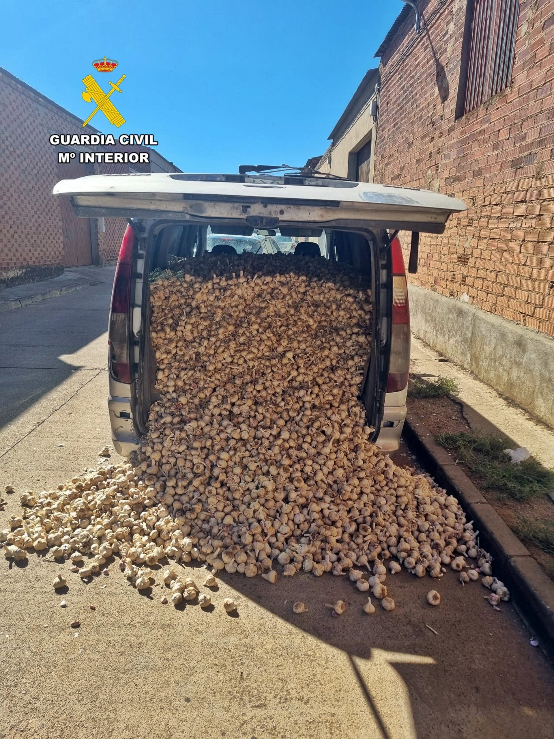 Tres investigados en Aceuchal por el hurto de casi dos toneladas de ajos morados en Albacete Tres investigados en Aceuchal por el hurto de casi dos toneladas de ajos morados en Albacete