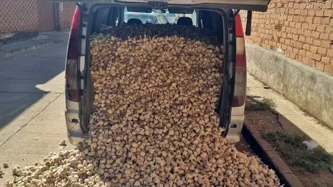 Tres investigados en Aceuchal por el hurto de casi dos toneladas de ajos morados en Albacete Tres investigados en Aceuchal por el hurto de casi dos toneladas de ajos morados en Albacete