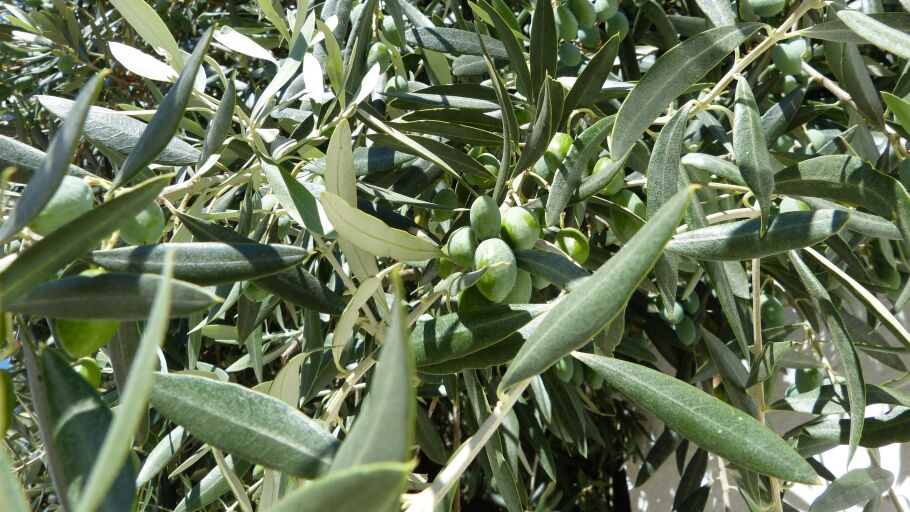 Olivo, olivas, olivar, fruto para elaborar aceite/ EUROPA PRESS