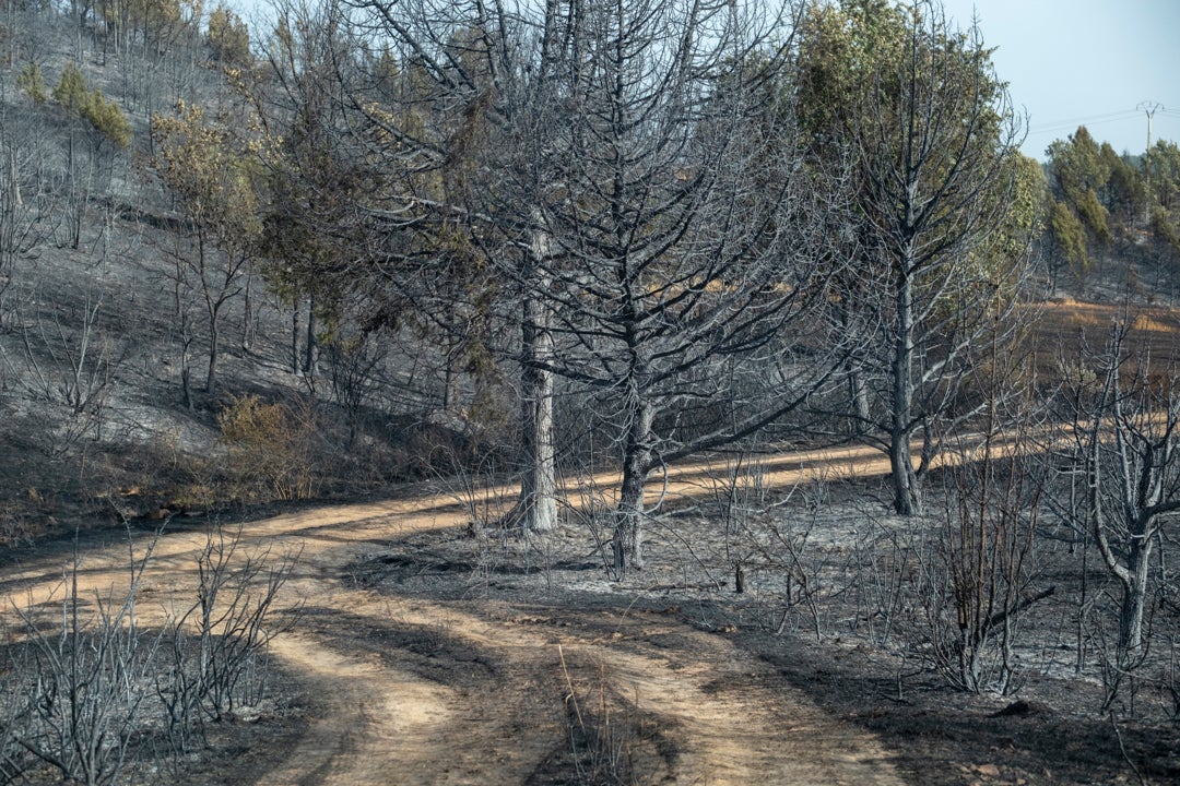 La angustia por las consecuencias del incendio en la provincia de Guadalajara: "No sabemos qué pasará con el turismo" La angustia por las consecuencias del incendio en la provincia de Guadalajara: "No sabemos qué pasará con el turismo"