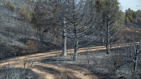 El incendio forestal que se ha declarado este martes en Selas (Guadalajara)/ EFE/ Nacho Izquierdo El incendio forestal que se ha declarado este martes en Selas (Guadalajara)/ EFE/ Nacho Izquierdo
