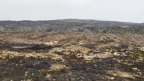 Los vecinos desalojados por el incendio de Ejulve vuelven a casa El fuego ha calcinado 1.400 hectáreas
