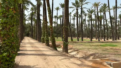 Estado que presenta el Hort del Gat de Elche tras su recuperación. Estado que presenta el Hort del Gat de Elche tras su recuperación.
