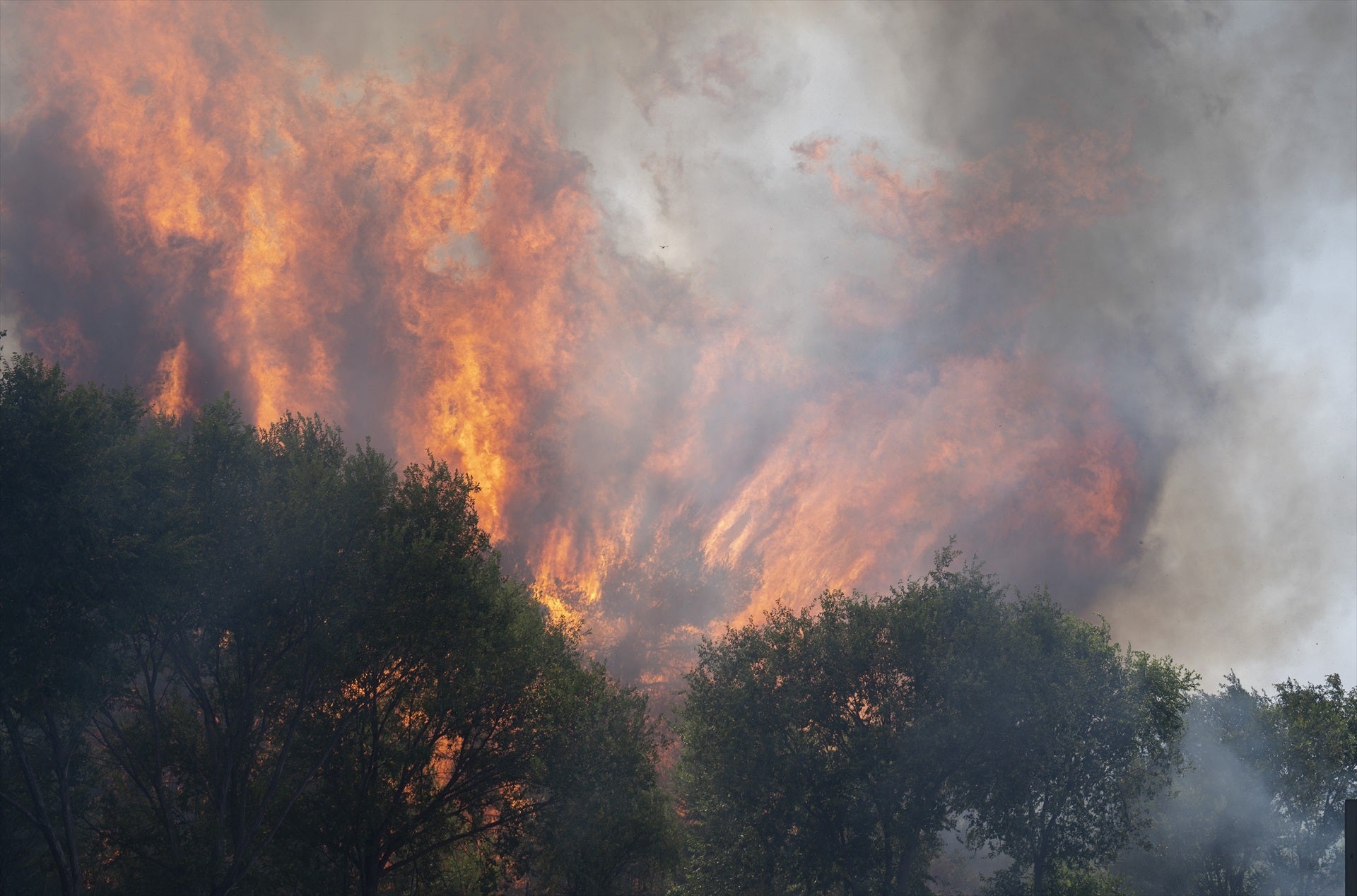Un experto forestal alerta: "Cada año tenemos 60 millones de toneladas más de vegetación" Un experto forestal alerta: "Cada año tenemos 60 millones de toneladas más de vegetación"