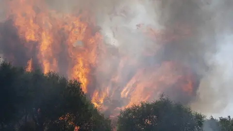 Incendio forestal, en la carretera M 206 entre Torrejón y Loeches, a 23 de julio de 2026 Incendio forestal, en la carretera M 206 entre Torrejón y Loeches, a 23 de julio de 2026