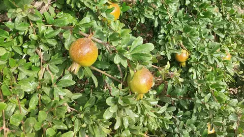 Granadas 'soleadas' por las altas temperaturas continuadas en una explotación agraria del Camp d'Elx. Granadas 'soleadas' por las altas temperaturas continuadas en una explotación agraria del Camp d'Elx.