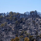 Paisaje quemado en el Parque Natural del Valle de Iruelas arrasado por el incendio de Burgohondo (Ávila)