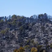 Paisaje quemado en el Parque Natural del Valle de Iruelas arrasado por el incendio de Burgohondo (Ávila) Paisaje quemado en el Parque Natural del Valle de Iruelas arrasado por el incendio de Burgohondo (Ávila)