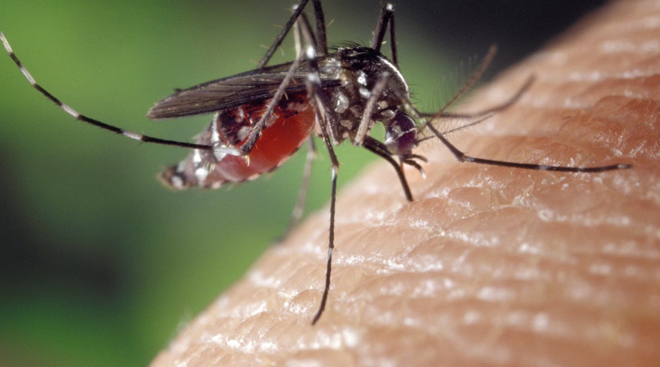 Villanueva de la Serena elabora un plan municipal para anticiparse al virus del Nilo Occidental Villanueva de la Serena elabora un plan municipal para anticiparse al virus del Nilo Occidental