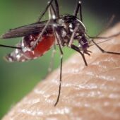 Mosquito del Virus del Nilo picando