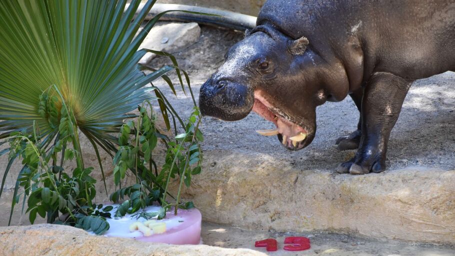 Los animales de Rio Safari combaten el calor con helados, piscinas y salidas nocturnas