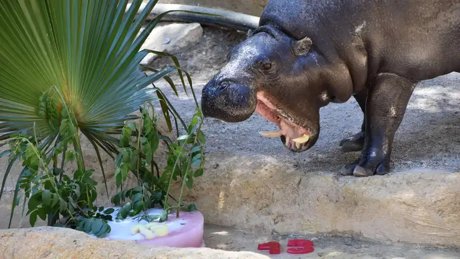 Los animales de Rio Safari combaten el calor con helados, piscinas y salidas nocturnas Los animales de Rio Safari combaten el calor con helados, piscinas y salidas nocturnas