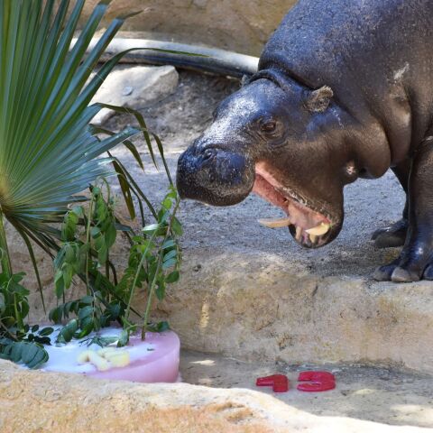 Los animales de Rio Safari combaten el calor con helados, piscinas y salidas nocturnas