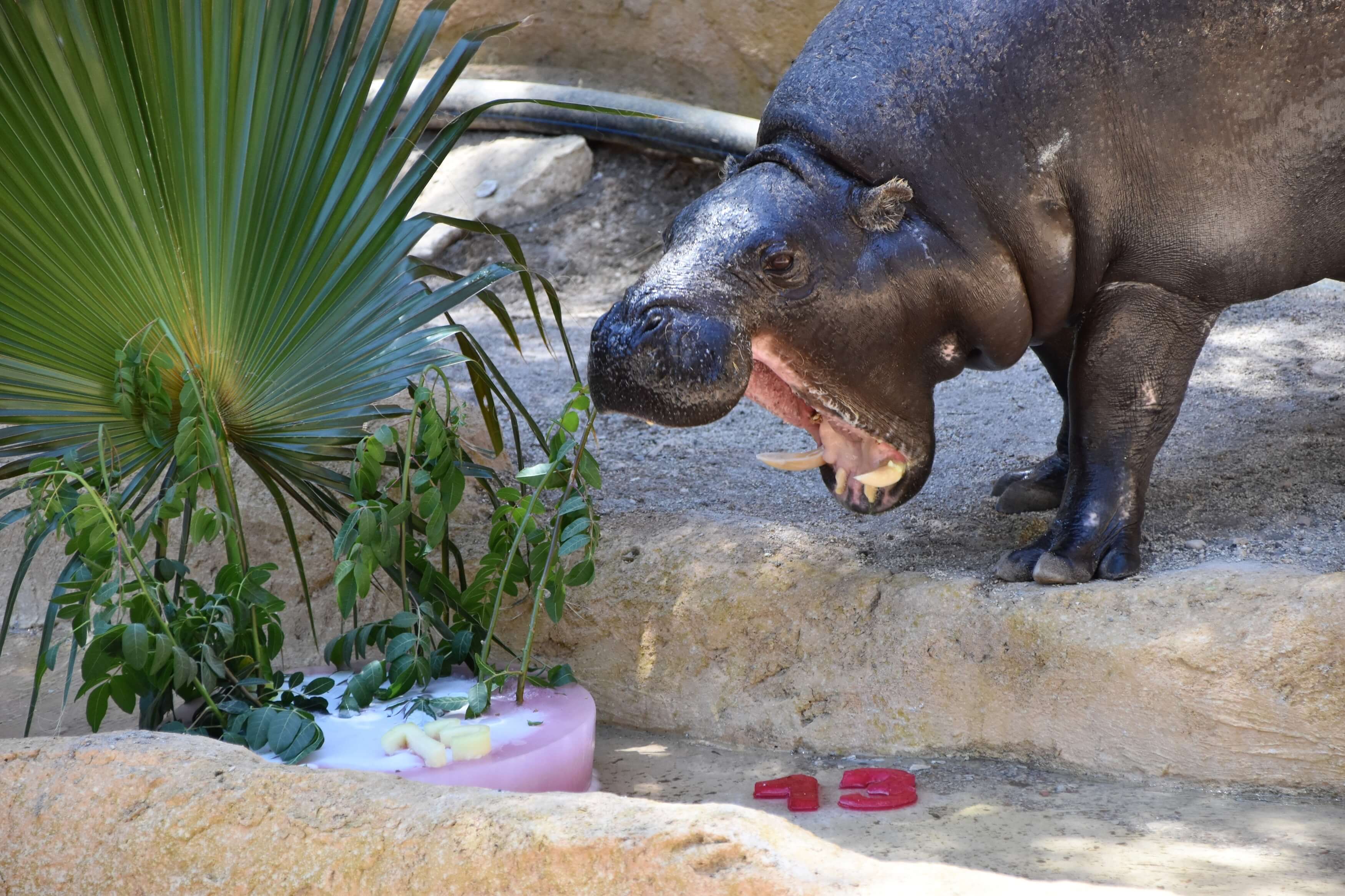 Los animales de Rio Safari combaten el calor con helados, piscinas y salidas nocturnas Los animales de Rio Safari combaten el calor con helados, piscinas y salidas nocturnas
