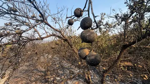 Fruta quemada. Fruta quemada.