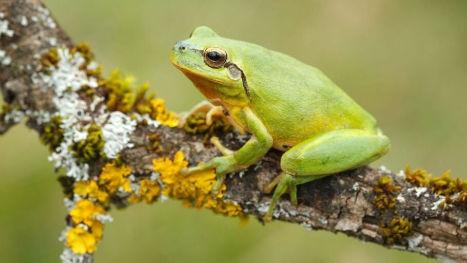 Ranita meridional