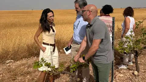 La Manchuela lucha contra los brotes de langosta mediterránea y gusano cabezudo La Manchuela lucha contra los brotes de langosta mediterránea y gusano cabezudo