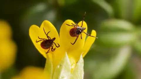 Dos garrapatas sobre una hoja Dos garrapatas sobre una hoja