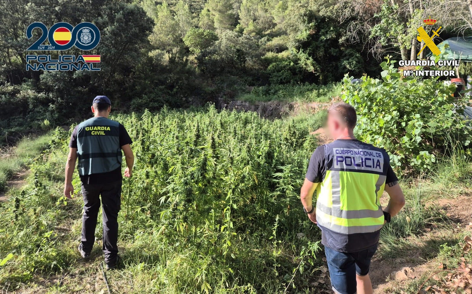 Desmantelada en un paraje natural de Enguera (Valencia) una plantación de marihuana Desmantelada en un paraje natural de Enguera (Valencia) una plantación de marihuana